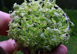 Variegated Hydrocotyle Tripartita Japan 'Mini'
