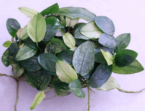 Anubias Pinto