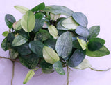 Anubias Pinto