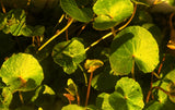 Gotu Kola Plant