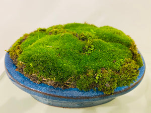 Live moss Terrarium moss in sandwich bag 15cmx12cm