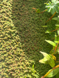 Azolla Filiculoides