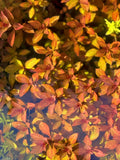 Ludwigia Glandulosa