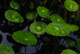 Hydrocotyle Verticillata