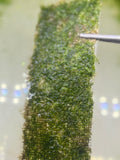 Vesicularia filicinum moss