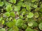 Cardamine Lyrata - photo 6