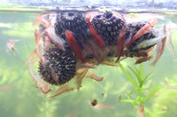 Alder Cones for Shrimp