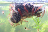 Alder Cones for Shrimp