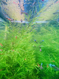 Guppy Grass "Najas guadalupensis"