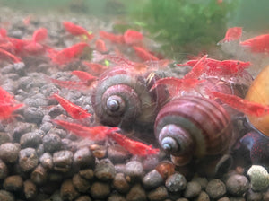 10x Red Cherry Shrimp