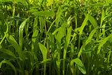 Micro Sword Lilaeopsis Brasiliensis