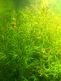 Guppy Grass "Najas guadalupensis"