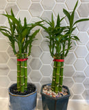 Lucky Bamboo Dracaena sanderiana