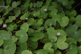 Hydrocotyle Leucocephala Giant Cardamine
