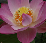 Assorted Pink Lotus Tubers and Runners