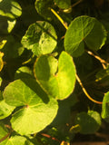 Gotu Kola Plant