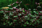 Lobelia Cardinalis Mini