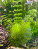 Myriophyllum "Parrots Feather"