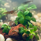 Anubias Pangolino