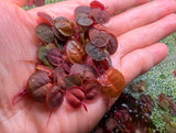 Red Root Floaters