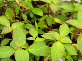 Hygrophila Corymbosa 'Kompakt'
