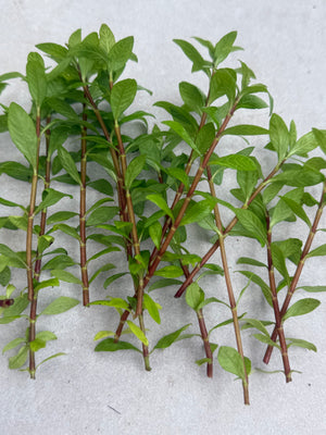 Hygrophila Polysperma "Sunset" - photo 2