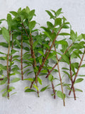 Hygrophila Polysperma "Sunset"