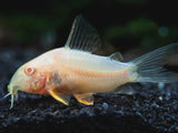 Albino Corydoras