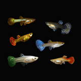 Assorted Guppies