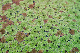 Azolla Filiculoides