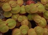 Red Root Floaters