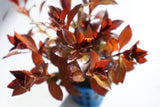 Ludwigia Glandulosa