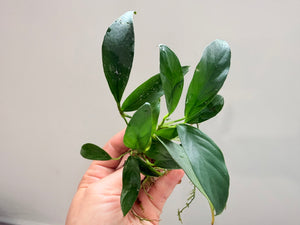 Anubias Afzelii