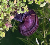 Purple Mystery Snails