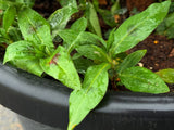 Vietnamese Mint