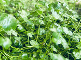 Hydrocotyle Tripartita Japan 'Mini'