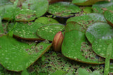 Assorted Water Lilies