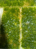 Vesicularia filicinum moss
