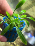 Cryptocoryne Parva