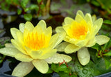 Assorted Water Lilies