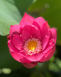 Bowl Lotus Seedlings