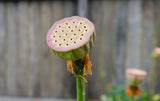 Bowl Lotus Seedlings