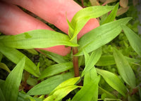 Murdannia Engelsii