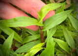 Murdannia Engelsii