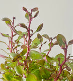 Lobelia Cardinalis Mini