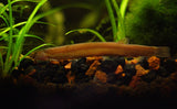 KUHLI LOACH - BLACK 6CM