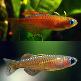 Red Neon Blue Eye Rainbowfish