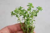 Tonina Fluviatilis