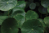 Hydrocotyle Verticillata
