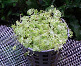 Variegated Hydrocotyle Tripartita Japan 'Mini'